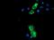 MEP antibody, MA5-25842, Invitrogen Antibodies, Immunocytochemistry image 
