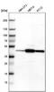 Tropomodulin 3 antibody, PA5-51645, Invitrogen Antibodies, Western Blot image 