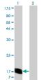 Ras Homolog, MTORC1 Binding antibody, H00006009-M05, Novus Biologicals, Western Blot image 