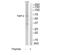 Cysteine And Serine Rich Nuclear Protein 3 antibody, TA315820, Origene, Western Blot image 