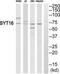 Synaptotagmin 16 antibody, PA5-39489, Invitrogen Antibodies, Western Blot image 