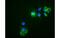 Noggin antibody, MBS838084, MyBioSource, Immunofluorescence image 