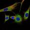 Prohibitin antibody, NBP2-37563, Novus Biologicals, Immunofluorescence image 