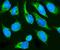 Holocytochrome C Synthase antibody, A00924-2, Boster Biological Technology, Immunofluorescence image 