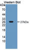 Thrombospondin 2 antibody, LS-C373195, Lifespan Biosciences, Western Blot image 