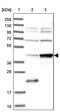 Biogenesis Of Ribosomes BRX1 antibody, PA5-58858, Invitrogen Antibodies, Western Blot image 