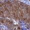 Syndecan 1 antibody, MAB2780, R&D Systems, Immunohistochemistry frozen image 