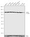 Notch Receptor 3 antibody, 701975, Invitrogen Antibodies, Western Blot image 