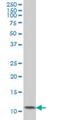 Ghrelin And Obestatin Prepropeptide antibody, H00051738-M01, Novus Biologicals, Western Blot image 