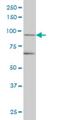 Tripartite Motif Containing 36 antibody, H00055521-M01, Novus Biologicals, Western Blot image 