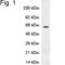 Perilipin 1 antibody, PA1-1051, Invitrogen Antibodies, Western Blot image 