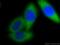 Proteasome Subunit Alpha 6 antibody, 11573-1-AP, Proteintech Group, Immunofluorescence image 