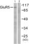 Glutamate Ionotropic Receptor Kainate Type Subunit 1 antibody, abx013093, Abbexa, Western Blot image 