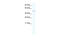 ECSIT Signalling Integrator antibody, 28-628, ProSci, Western Blot image 