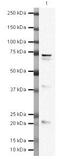 Anti-Silencing Function 1A Histone Chaperone antibody, PA5-19814, Invitrogen Antibodies, Western Blot image 