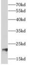 ADP Ribosylation Factor 3 antibody, FNab00530, FineTest, Western Blot image 