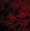 BCL2 Related Protein A1 antibody, orb87293, Biorbyt, Immunofluorescence image 