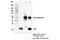 HRas Proto-Oncogene, GTPase antibody, 67648S, Cell Signaling Technology, Immunoprecipitation image 