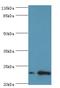 RAB30, Member RAS Oncogene Family antibody, LS-C371332, Lifespan Biosciences, Western Blot image 