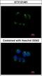 TFF1 antibody, LS-C155659, Lifespan Biosciences, Immunofluorescence image 