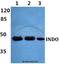 Indoleamine 2,3-Dioxygenase 1 antibody, A01705-1, Boster Biological Technology, Western Blot image 