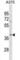 Olfactory Receptor Family 13 Subfamily D Member 1 antibody, abx031105, Abbexa, Western Blot image 