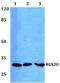 Regulator Of G Protein Signaling 20 antibody, A10448, Boster Biological Technology, Western Blot image 