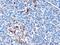 Helicard antibody, AHP2065, Bio-Rad (formerly AbD Serotec) , Immunohistochemistry paraffin image 