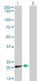 Cytochrome C Oxidase Subunit 4I2 antibody, H00084701-M01, Novus Biologicals, Western Blot image 