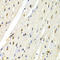 Phosphatase And Tensin Homolog antibody, abx001725, Abbexa, Immunohistochemistry paraffin image 