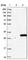 Trans-Golgi Network Vesicle Protein 23 Homolog B antibody, HPA019585, Atlas Antibodies, Western Blot image 