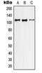 Rho/Rac Guanine Nucleotide Exchange Factor 2 antibody, LS-C353142, Lifespan Biosciences, Western Blot image 