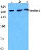 Fibulin 2 antibody, PA5-75510, Invitrogen Antibodies, Western Blot image 