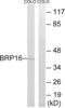 HGH1 Homolog antibody, abx014274, Abbexa, Western Blot image 