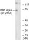 Protein Kinase C Alpha antibody, PA5-37691, Invitrogen Antibodies, Western Blot image 