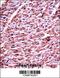 Dehydrogenase/Reductase 7C antibody, 57-274, ProSci, Immunohistochemistry paraffin image 