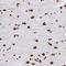 Methyl-CpG Binding Protein 2 antibody, NBP1-81027, Novus Biologicals, Immunohistochemistry frozen image 