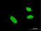 BH3-Like Motif Containing, Cell Death Inducer antibody, H00414899-M05, Novus Biologicals, Immunocytochemistry image 