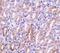 Caspase-activated deoxyribonuclease antibody, PA1-30545, Invitrogen Antibodies, Immunohistochemistry frozen image 