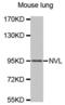 Nuclear VCP Like antibody, abx002929, Abbexa, Western Blot image 