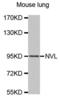 Nuclear valosin-containing protein-like antibody, abx002929, Abbexa, Western Blot image 