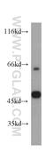 Protein Kinase CAMP-Dependent Type II Regulatory Subunit Beta antibody, 20845-1-AP, Proteintech Group, Western Blot image 