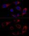 Heat Shock Protein Family A (Hsp70) Member 5 antibody, GTX32636, GeneTex, Immunocytochemistry image 