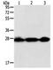 Programmed Cell Death 10 antibody, orb107424, Biorbyt, Western Blot image 