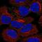 Adaptor Related Protein Complex 2 Subunit Alpha 2 antibody, PA5-65347, Invitrogen Antibodies, Immunofluorescence image 