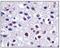 C-X3-C Motif Chemokine Ligand 1 antibody, PA5-23062, Invitrogen Antibodies, Immunohistochemistry paraffin image 