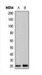 Coatomer Protein Complex Subunit Zeta 1 antibody, orb393251, Biorbyt, Western Blot image 