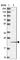 Pentatricopeptide Repeat Domain 2 antibody, HPA043686, Atlas Antibodies, Western Blot image 