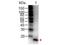 Interleukin 1 Beta antibody, NBP1-42769, Novus Biologicals, Western Blot image 