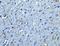 GDNF Family Receptor Alpha 1 antibody, NBP1-77043, Novus Biologicals, Immunohistochemistry frozen image 